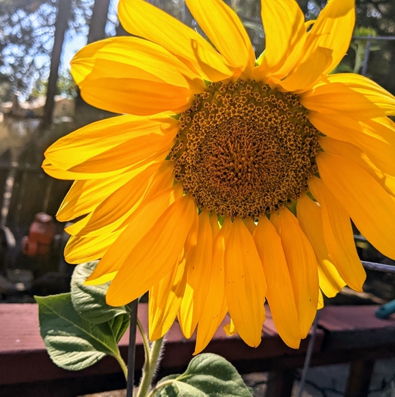 Meet your Posher, Cassandra - Picture 1 of 1